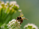 Fly - Muchówka